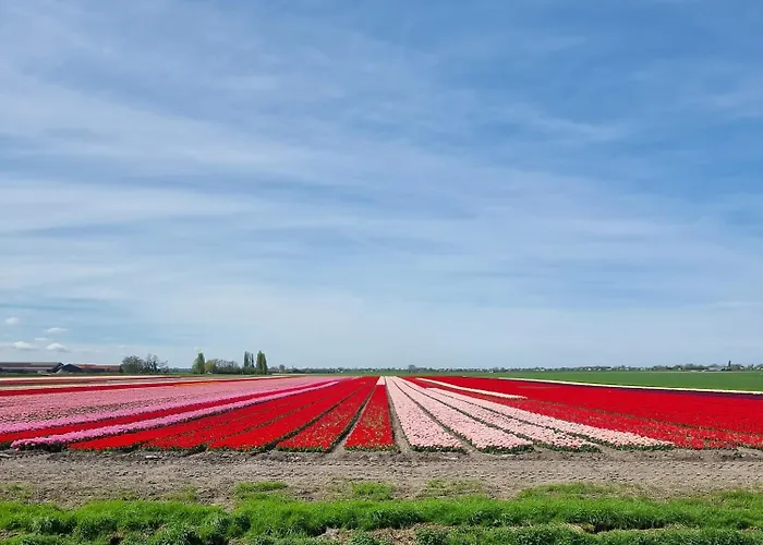 Chalet Park De Driesprong *